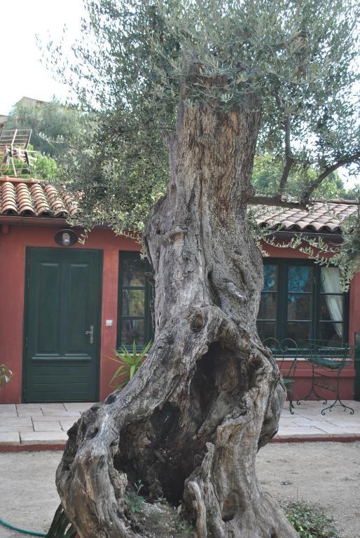Sous L'olivier Menton